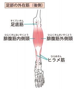 ふくらはぎの筋肉