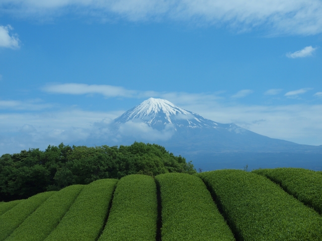 静岡の茶畑と富士山