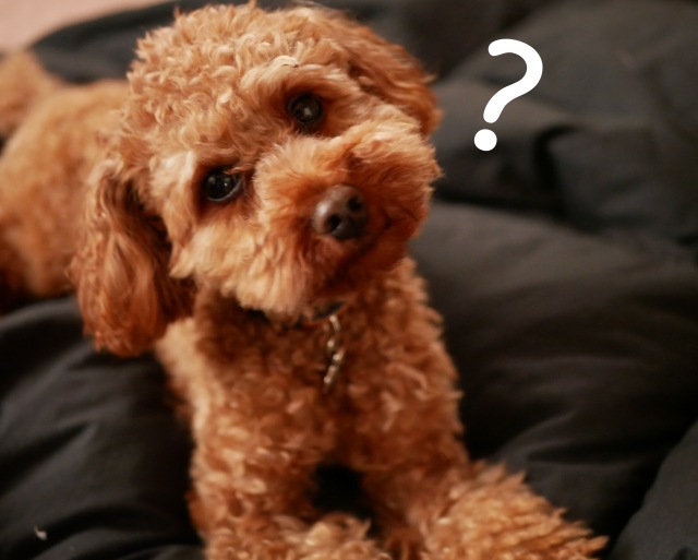 首を傾げる犬