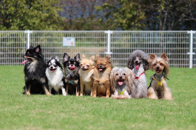 様々な犬種